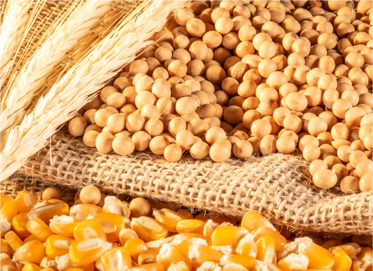 Corn, Soy & Soil: Why the Foundation of America’s Top Crops Needs a Fresh Start